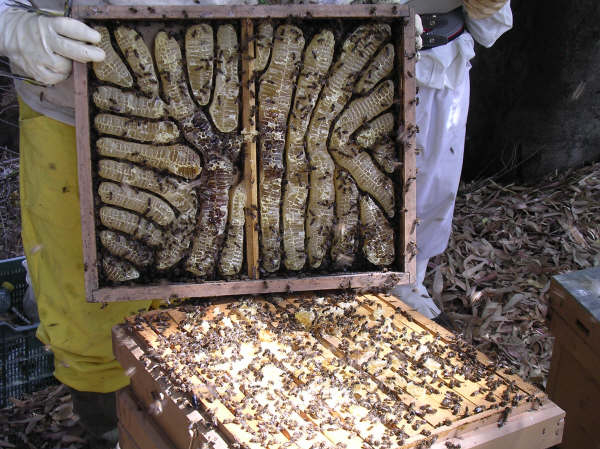 Interior de colmena (Foto Museo Municipal)