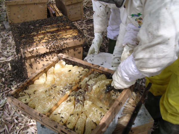 Desoperculando el panel de una colmera mediante un cuchillo o peine (Foto Museo Municipal)