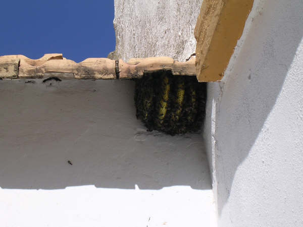 Colmena silvestre en edificio (Foto Museo Municipal)